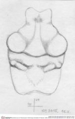 Historische Skizze/Zeichnung von Planoprosopon rhathamingus (Schweitzer & Feldmann, 2009) (NHMW-AFW-GEO-BACHMAYER-FOTO-1990-0041-3015a)